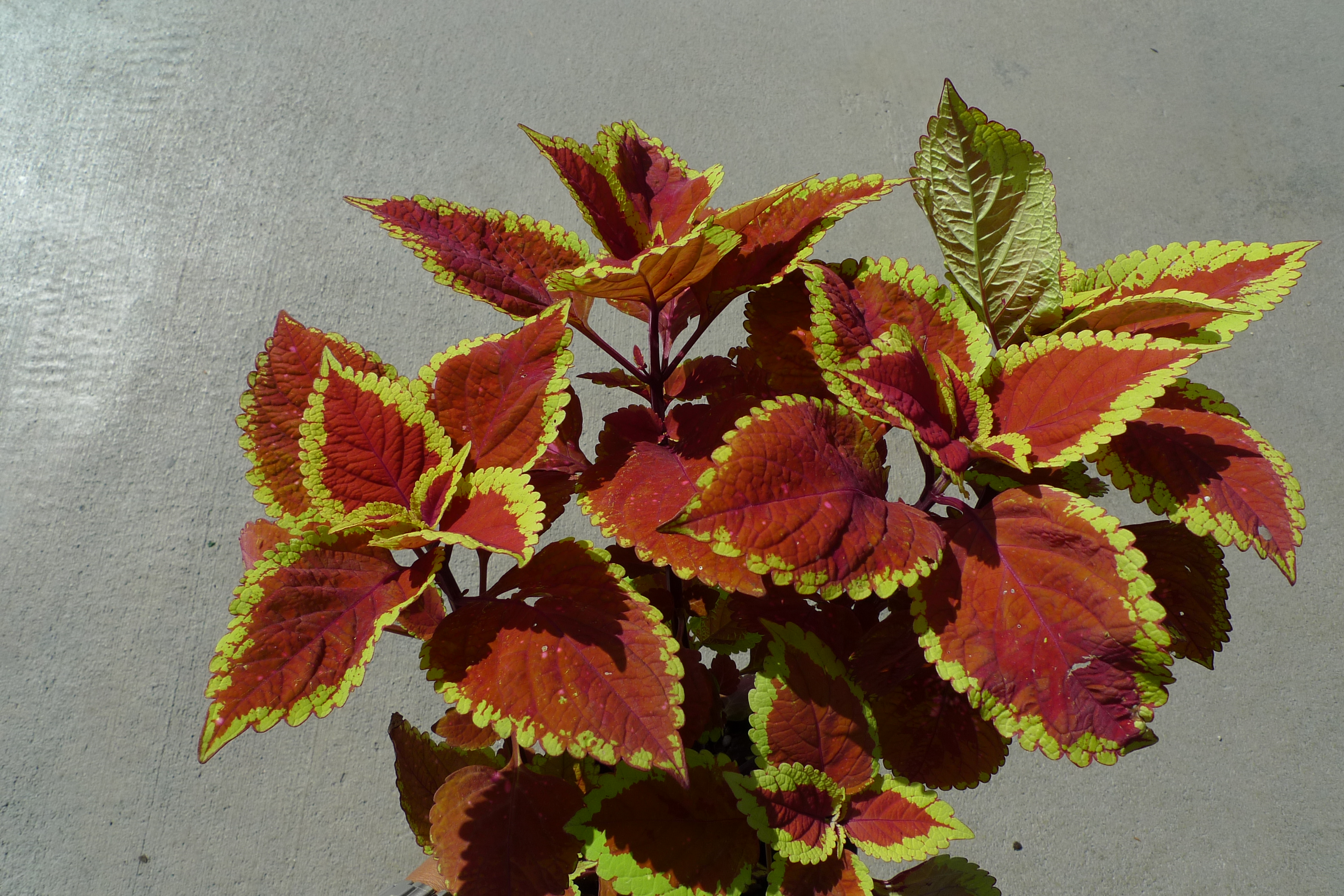 Coleus blumei